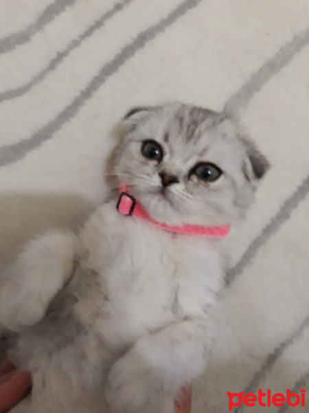 Scottish Fold, Kedi  Reina fotoğrafı