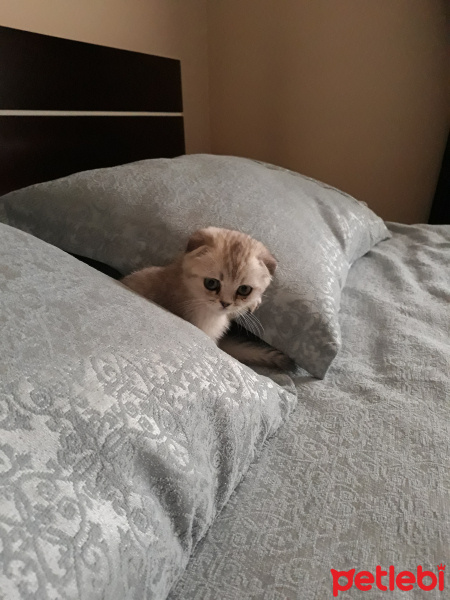 Scottish Fold, Kedi  Reina fotoğrafı