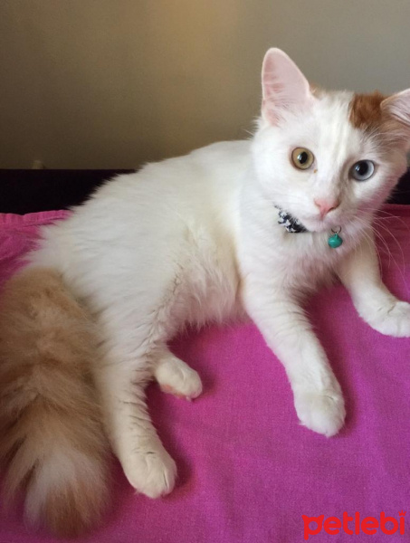 Van Kedisi, Kedi  Pamuk fotoğrafı