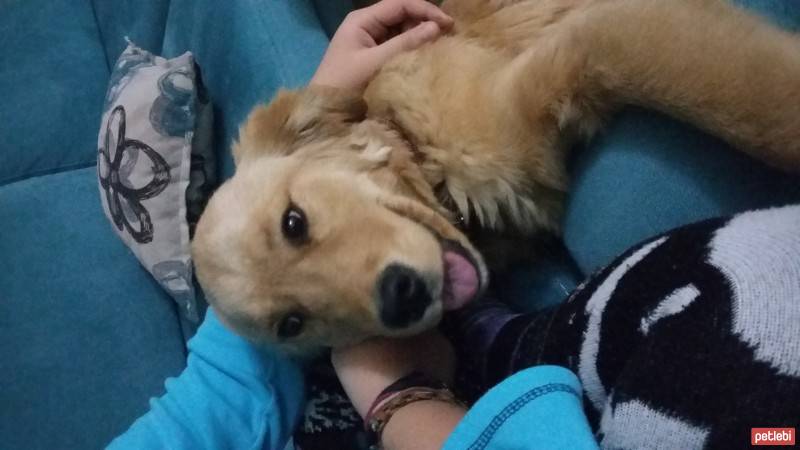 Golden Retriever, Köpek  Şans fotoğrafı