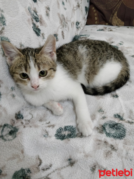 Tekir Kedi, Kedi  Boncuk fotoğrafı