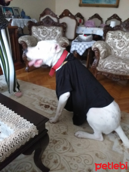 Dogo Arjantin, Köpek  bora fotoğrafı