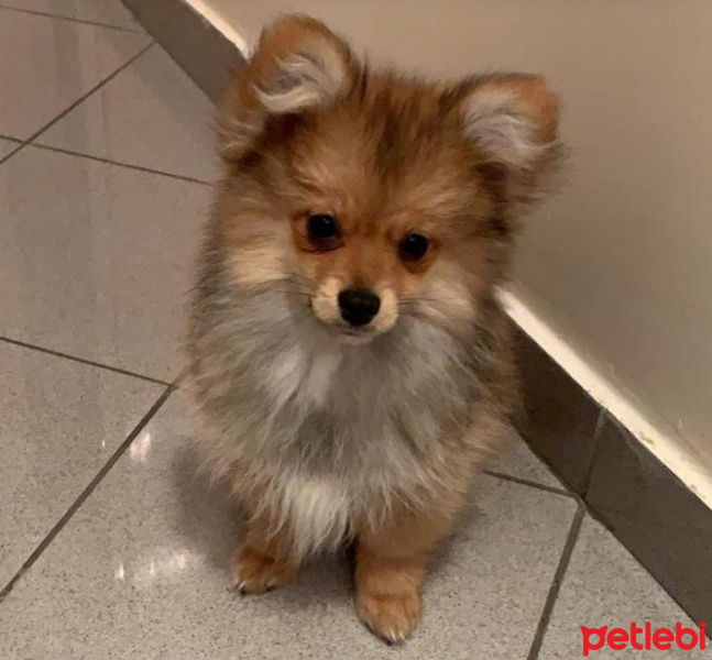 Pomeranyalı, Köpek  Punchy fotoğrafı