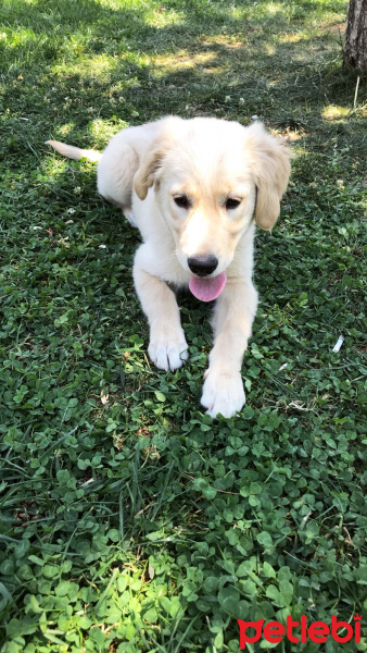 Golden Retriever, Köpek  Çıtır fotoğrafı