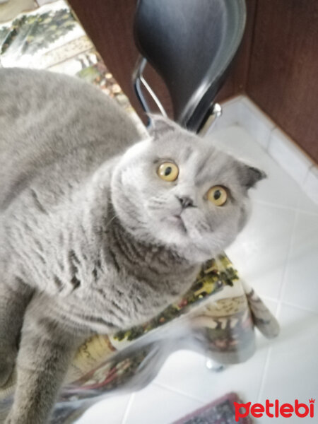 Scottish Fold, Kedi  Tokyo fotoğrafı