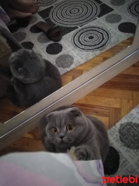 Scottish Fold, Kedi  Tokyo fotoğrafı