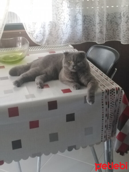 Scottish Fold, Kedi  Tokyo fotoğrafı