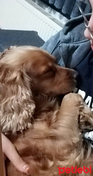 İngiliz Cocker Spaniel, Köpek  Tarçın fotoğrafı