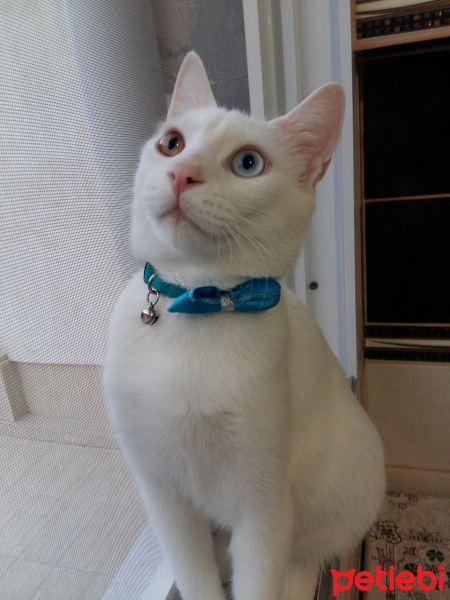 Van Kedisi, Kedi  Pamuk fotoğrafı