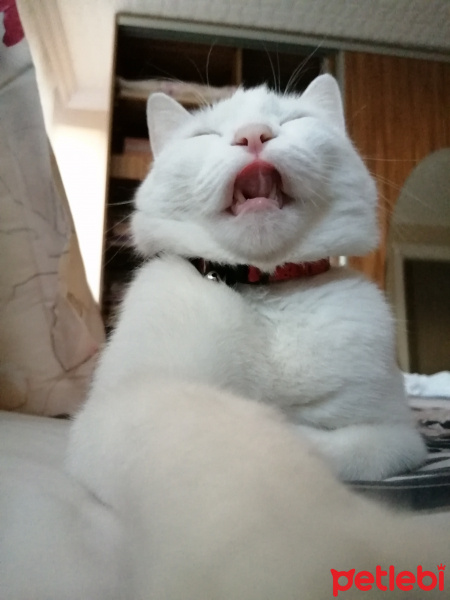 Van Kedisi, Kedi  Pamuk fotoğrafı