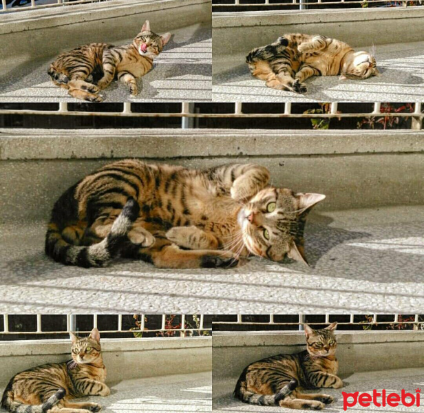 Tekir Kedi, Kedi  Karma fotoğrafı
