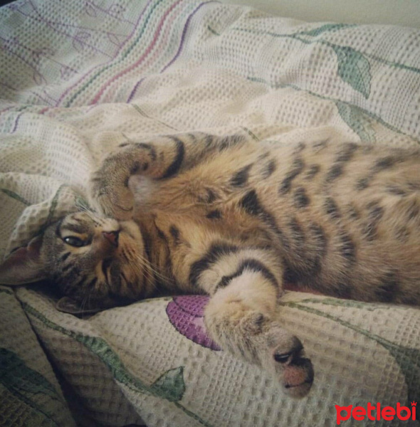 Tekir Kedi, Kedi  Karma fotoğrafı