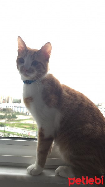 Tekir Kedi, Kedi  Delal fotoğrafı