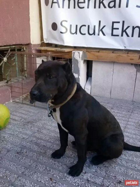 Amerikan Staffordshire Terrier, Köpek  Kara fotoğrafı