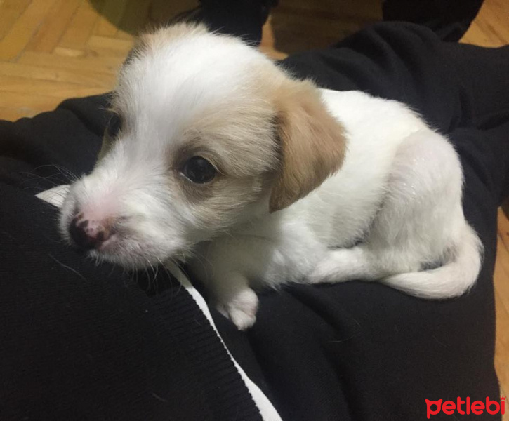 Jack Russell Terrier, Köpek  Oscar fotoğrafı