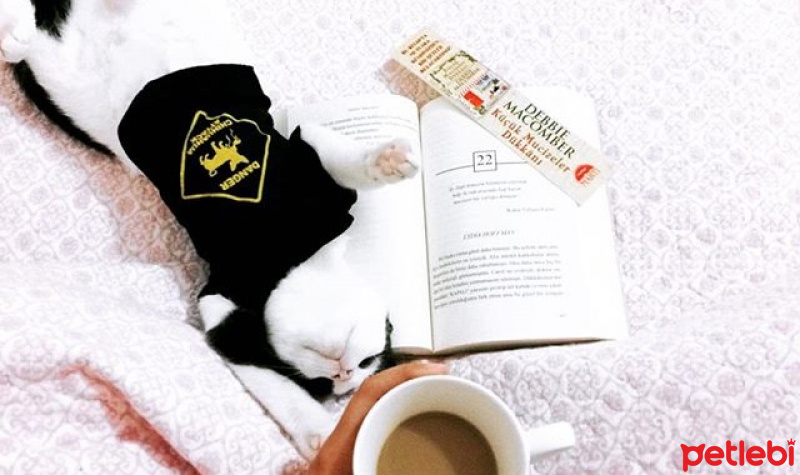 Tekir Kedi, Kedi  Mila fotoğrafı