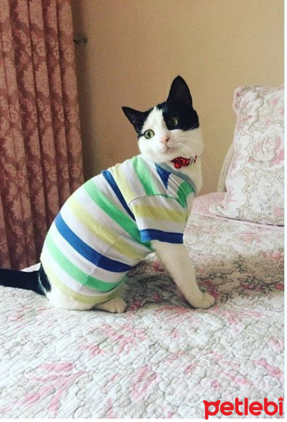 Tekir Kedi, Kedi  Mila fotoğrafı