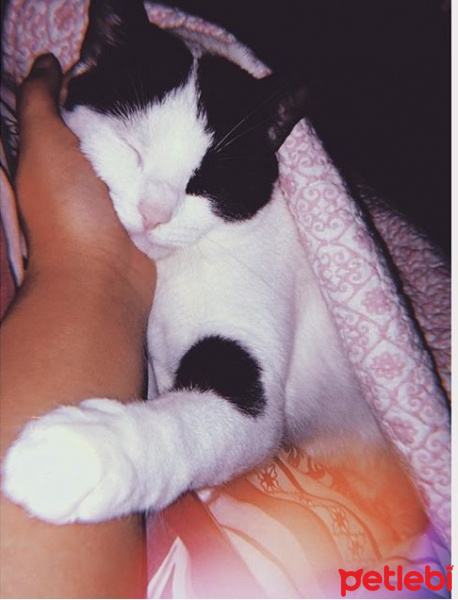 Tekir Kedi, Kedi  Mila fotoğrafı