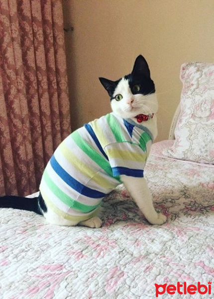 Tekir Kedi, Kedi  Mila fotoğrafı