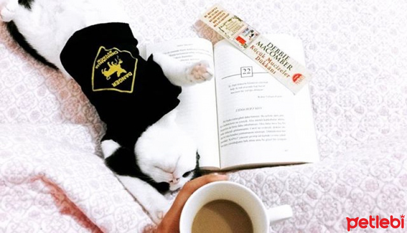 Tekir Kedi, Kedi  Mila fotoğrafı