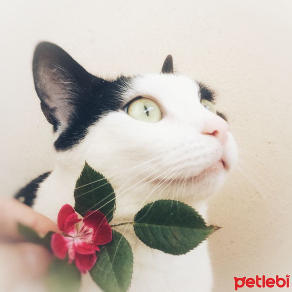 Tekir Kedi, Kedi  Mila fotoğrafı