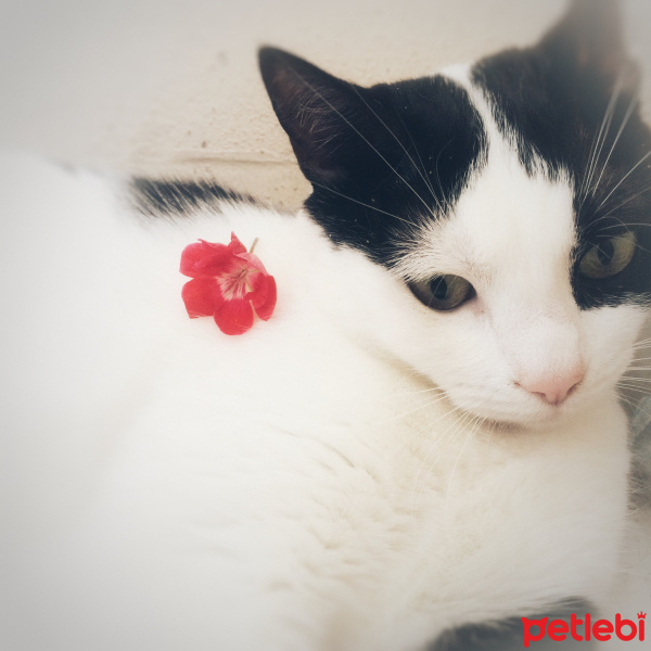 Tekir Kedi, Kedi  Mila fotoğrafı