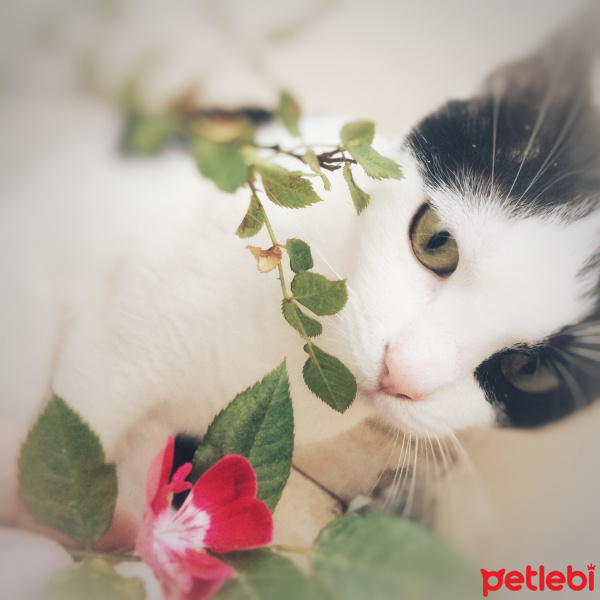 Tekir Kedi, Kedi  Mila fotoğrafı