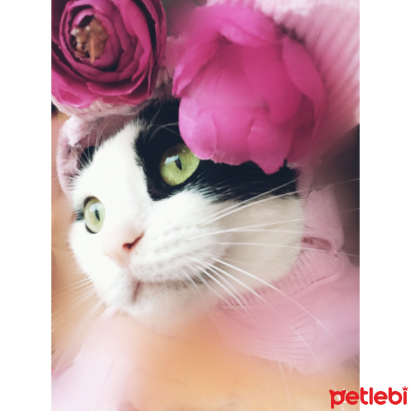 Tekir Kedi, Kedi  Mila fotoğrafı