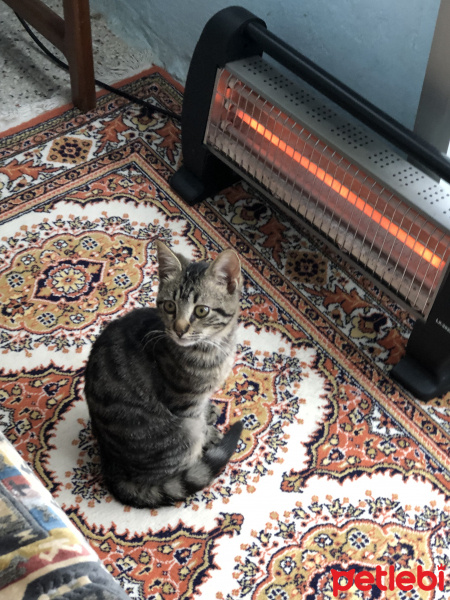 Tekir Kedi, Kedi  Kaplan fotoğrafı