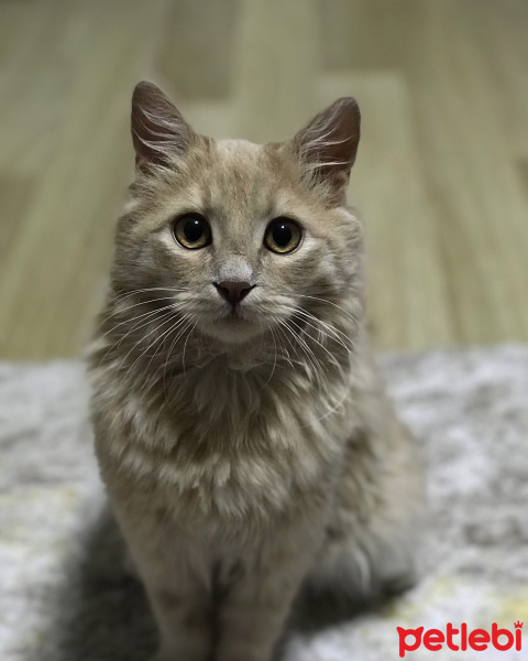 Sarman, Kedi  Dobby fotoğrafı