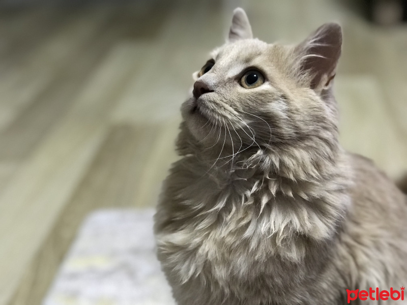 Sarman, Kedi  Dobby fotoğrafı
