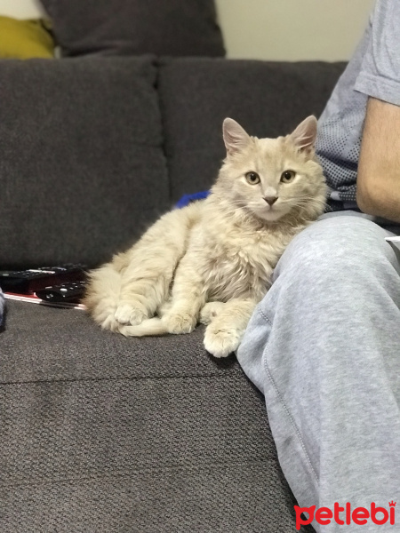 Sarman, Kedi  Dobby fotoğrafı