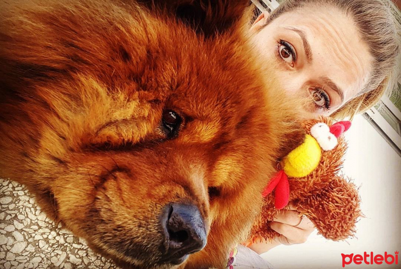 Chow Chow (çin Aslanı), Köpek  Hercule fotoğrafı