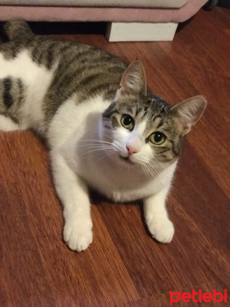 Tekir Kedi, Kedi  Yosun fotoğrafı