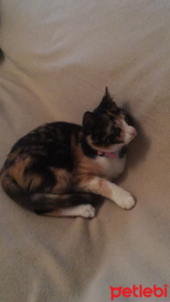 Tekir Kedi, Kedi  Monte fotoğrafı