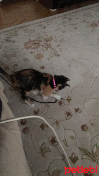 Tekir Kedi, Kedi  Monte fotoğrafı