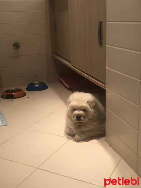 Chow Chow (çin Aslanı), Köpek  Şans fotoğrafı