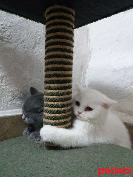 British Shorthair, Kedi  Daisy fotoğrafı