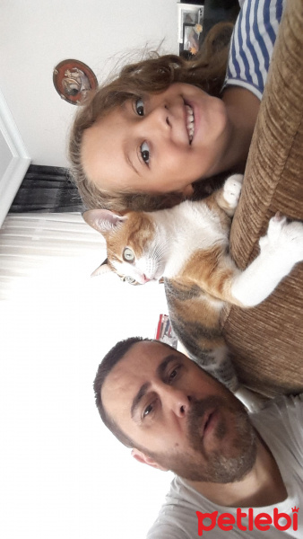 Tekir Kedi, Kedi  TIPIR fotoğrafı