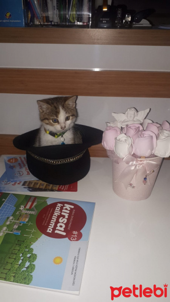 Tekir Kedi, Kedi  Kaju fotoğrafı