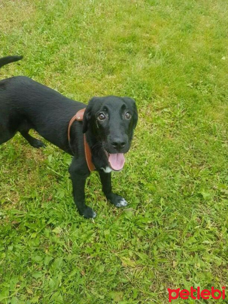 Labrador Retriever, Köpek  Panter fotoğrafı