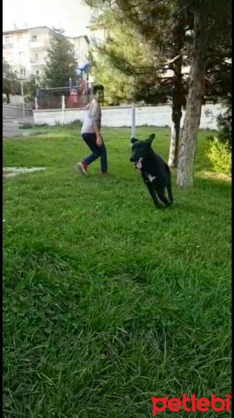 Labrador Retriever, Köpek  Panter fotoğrafı