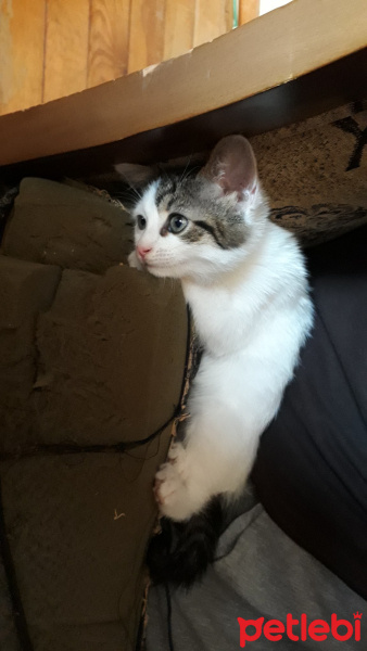 Ankara Kedisi, Kedi  Luna fotoğrafı