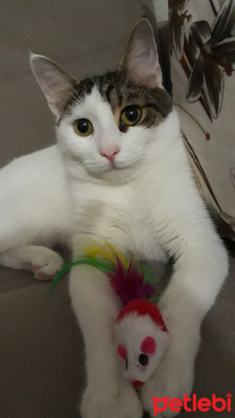 Ankara Kedisi, Kedi  Luna fotoğrafı