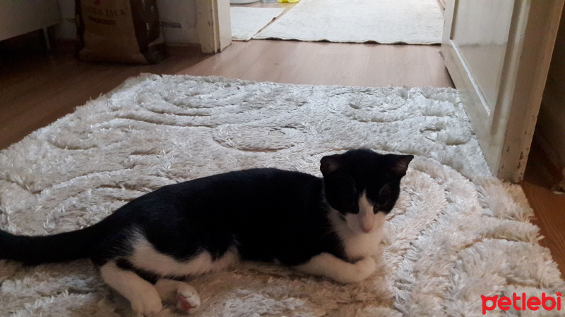 Tekir Kedi, Kedi  Gece fotoğrafı