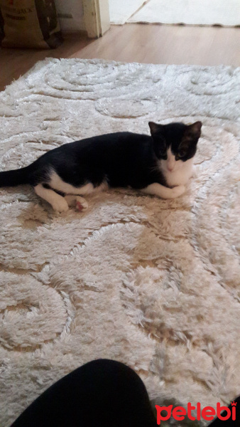 Tekir Kedi, Kedi  Gece fotoğrafı