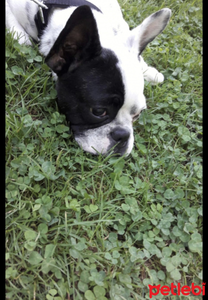 Fransız Bulldog, Köpek  Parker fotoğrafı
