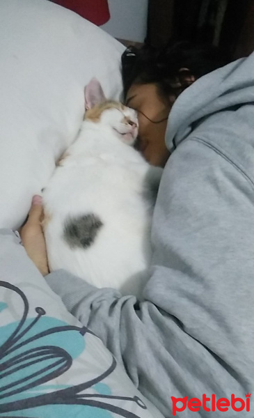Tekir Kedi, Kedi  Çakıl fotoğrafı