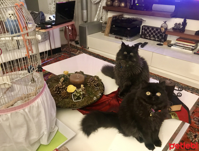 İran Kedisi (Persian), Kedi  Shiraz fotoğrafı