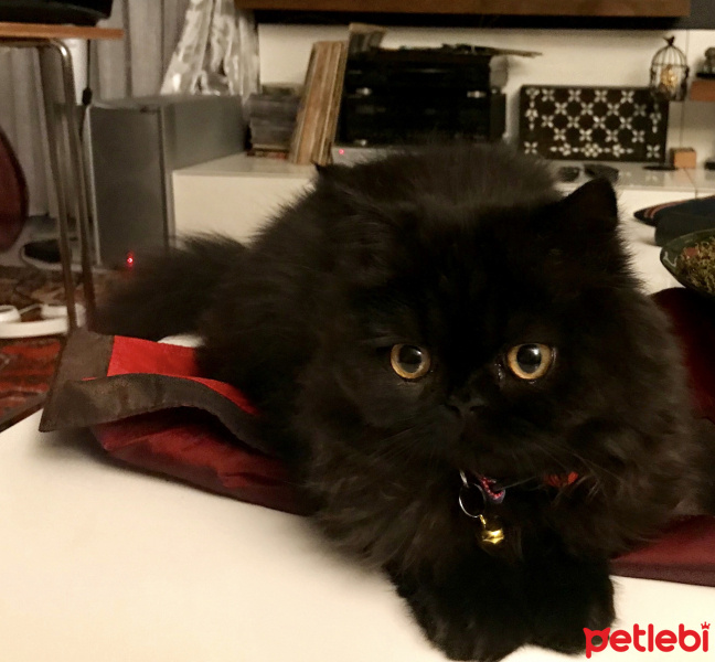 İran Kedisi (Persian), Kedi  Shiraz fotoğrafı